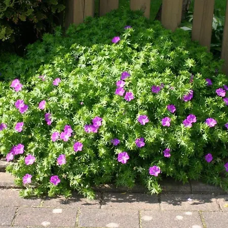 アパート Juwel Von Koserow! Mit Terrasse Und Kleinem Garten Koserow
