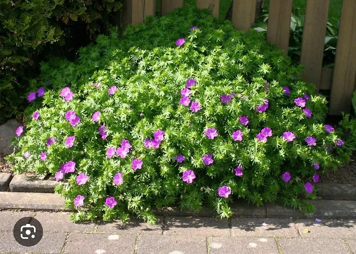 شقة Juwel Von Koserow! Mit Terrasse Und Kleinem Garten Koserow